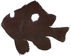 Dascyllus trimaculatus (Tre platser)