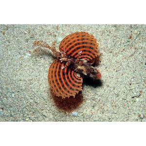 Dendrochirus brachypterus (Dvärg)