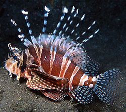Dendrochirus zebra (Dvärgpoäng)