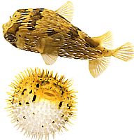 Diodon holocanthus (Taggfläkt)