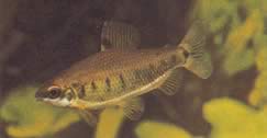 Distichodus decemmaculatus (Dvärg Distichodus)