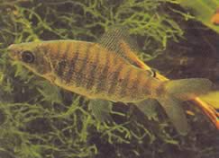 Distichodus fasciolatus (Grå randig distrikt)