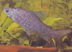 Distichodus notospilus (Districhness-skugga)