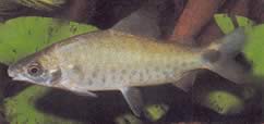 Distichodus rostratus (Distitichodus på rostre)