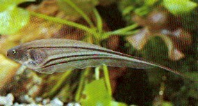 Eigenmannia virescens (Glasknivar fisk)