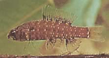 Elachocharax georgiae (Dvärgtetrager)