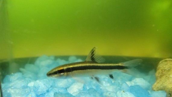 Epalzeorhynchus kallopterus (Vackra fenor)