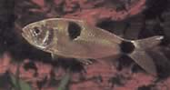 Exodon paradoxus (Tetra-tiger med två platser)