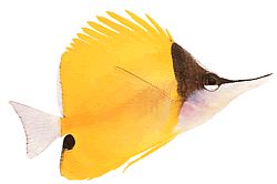 Forcipiger longirostris (Chelmon med lång näbb)