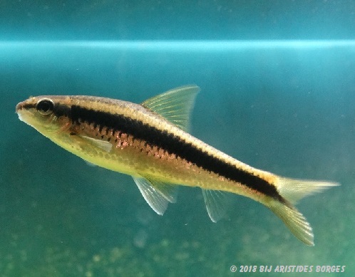 Garra cambodgiesis Pièrres slick