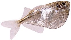 Gasteropelecus sternicla Silver