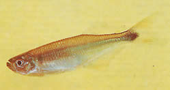 Gephyrocharax chapare (Géphyrocharax du Chapare, Tetra-Glare)