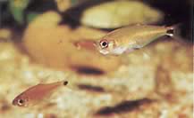 Gnathocharax steindachneri (Bett tetra)