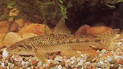 Gobio gobio (Hingst)