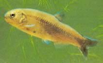 Gymnocharacinus bergi Patagonias nakna karaktär