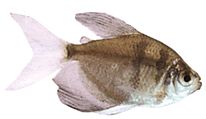 Gymnocorymbus ternetzi Svart änka