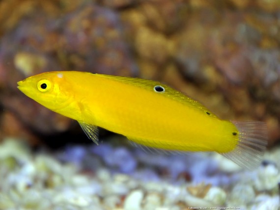 Halichoeres Chrysus (Gul / labre kanarie)
