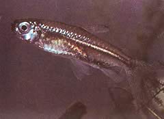 Hemigrammopetersius intermedius (Thad tetra)
