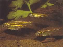 Hemigrammopetersius septentrionalis (Norra afrikanska tetra-néon)
