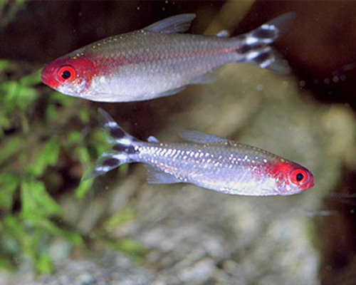 Hemigrammus bleheri (Röd mun tetra)