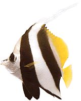 Heniochus acuminatus (Bock)