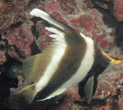 Heniochus varius (Honchbacked framfisk)
