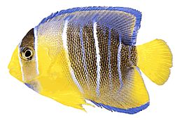 Holacanthus ciliaris (Kung ängel)