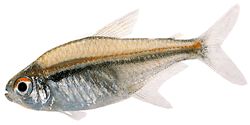 Hyphessobrycon heterorhabdus (Belgisk flagga)