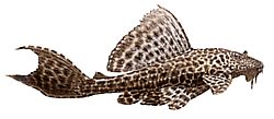 Hypostomus multiradiatus