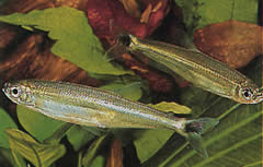 Iguanodectes spilurus (Tetra-olja)