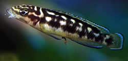 Julidochromis transcriptus (Transkription)