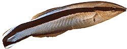 Labroides dimidiatus Vanlig rengöringsmedel