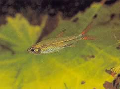 Ladigesia roloffi (Sierra-léone dvärg tetra)