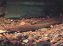 Lampetra fluviatilis Fluviallampa