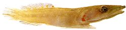 Lepadogaster candollei stav