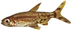 Lepidarchus adonis (Tetra adonis, naken tetra)