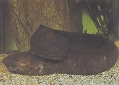 Lepidosiren paradoxa (Sydamerika Lepidosirène)