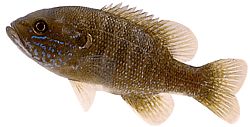 Lepomis cyanellus (Grön solstång)