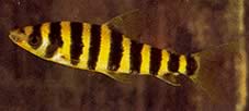 Leporinus affinis Grön leporinus