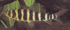 Leporinus fasciatus fasciatus Leporinus med svarta band