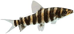 Leporinus octofasciatus (Leporinus med röda fenor)