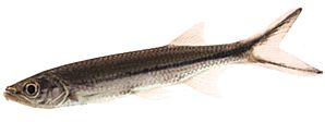 Luciosoma setigerum Apollokark