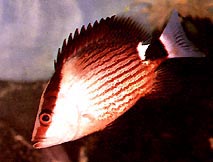 Lutjanus sanguineus Rött blod beskärare
