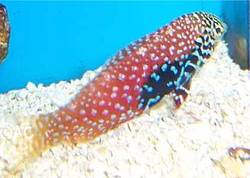 Macropharyngodon bipartitus (Vermikulerad labre)