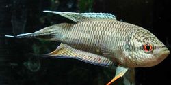 Macropodus concolor (Svart makrop)