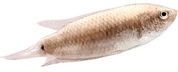 Macropodus cupanus (Brun-svansfiskfisk)