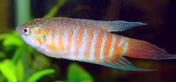 Macropodus opercularis (Paradis)