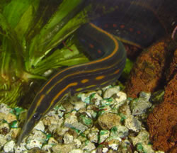 Mastacembelus erythrotaenia (Eldpunkt anguille)