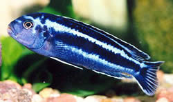 Melanochromis cyaneorhabdos (Melanokromis usgano)