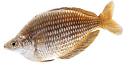 Melanotaenia fluviatilis (Australisk regnbåge)